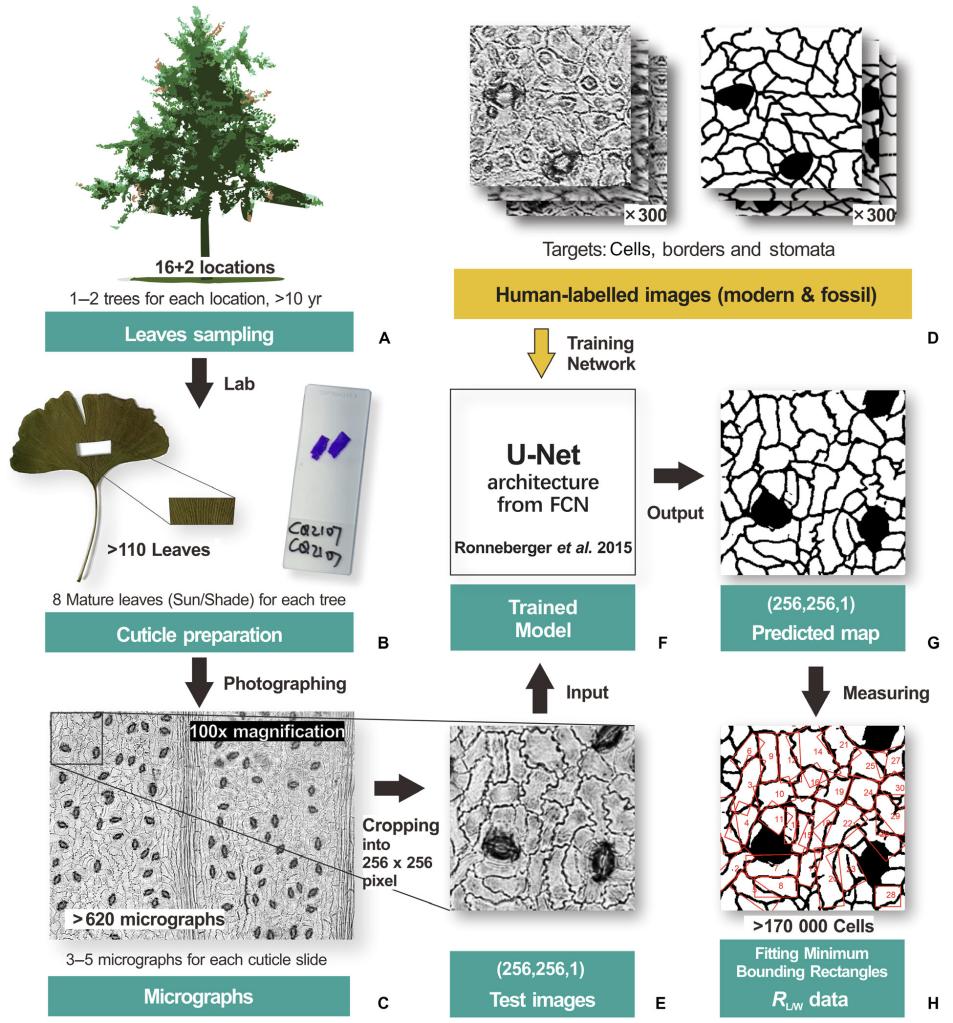 �·�����ʾ����ֲ��ҶƬ��Ƥ������Զ������仯����Ϣ