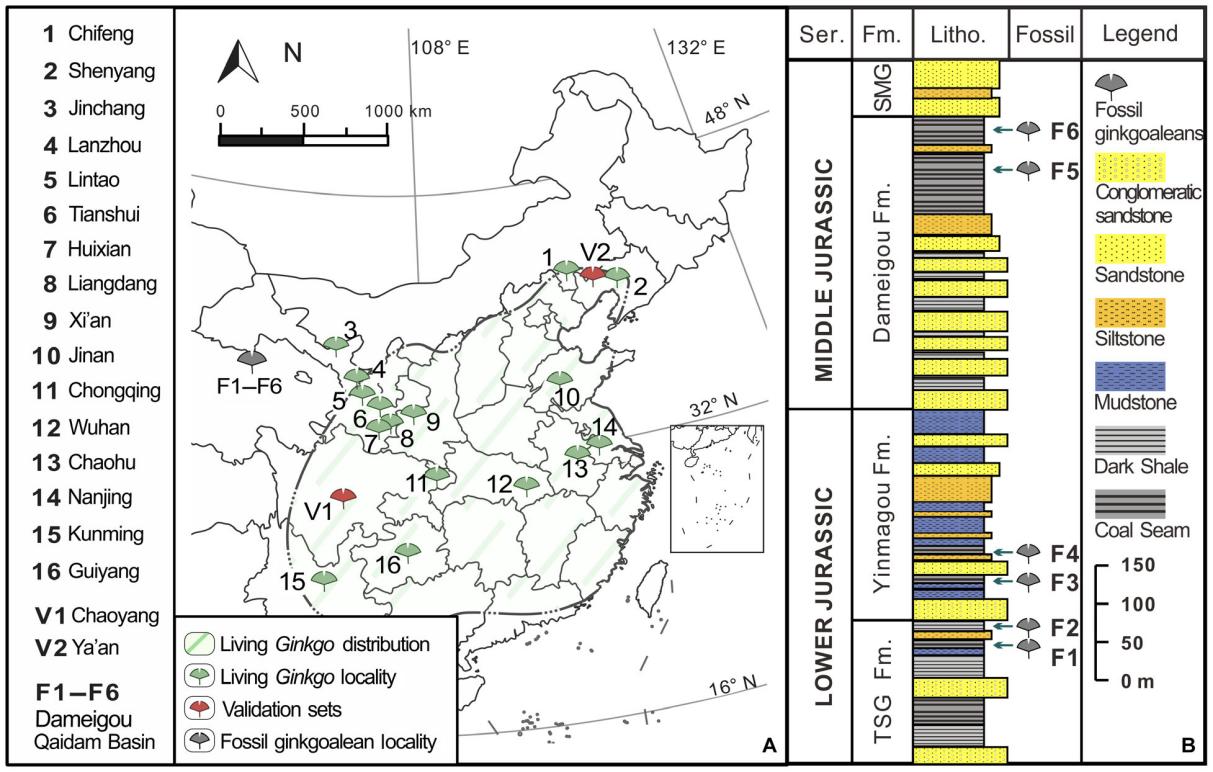 �·�����ʾ����ֲ��ҶƬ��Ƥ������Զ������仯����Ϣ