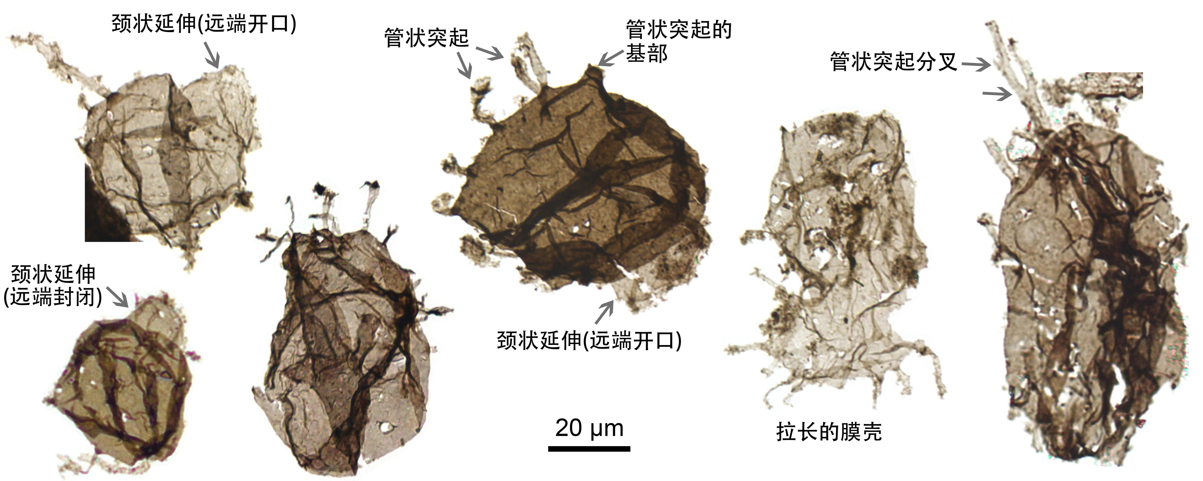��ɽ�����״η�����������������ͻ�ʯTappania