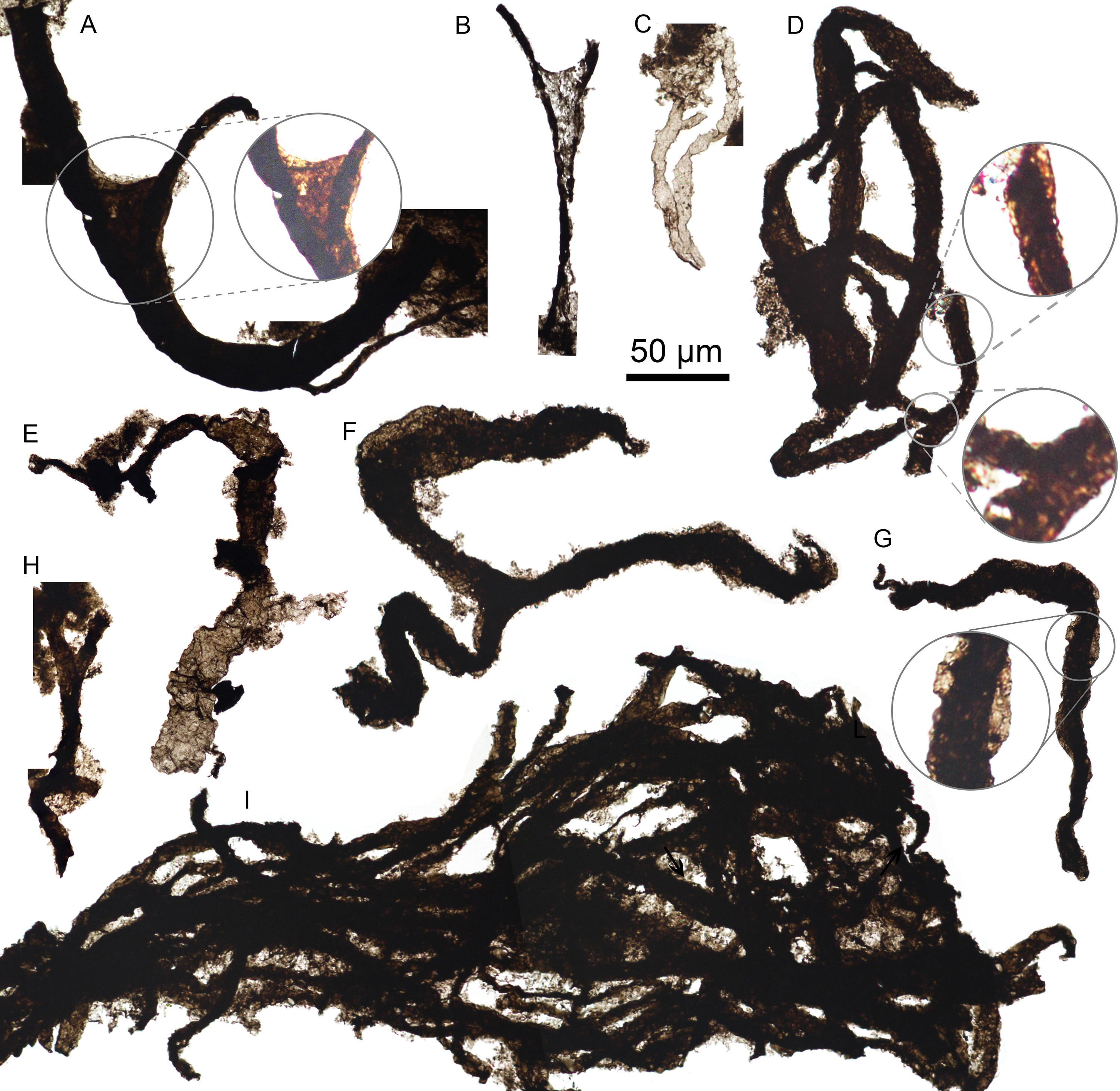 ��ɽ�����״η�����������������ͻ�ʯTappania