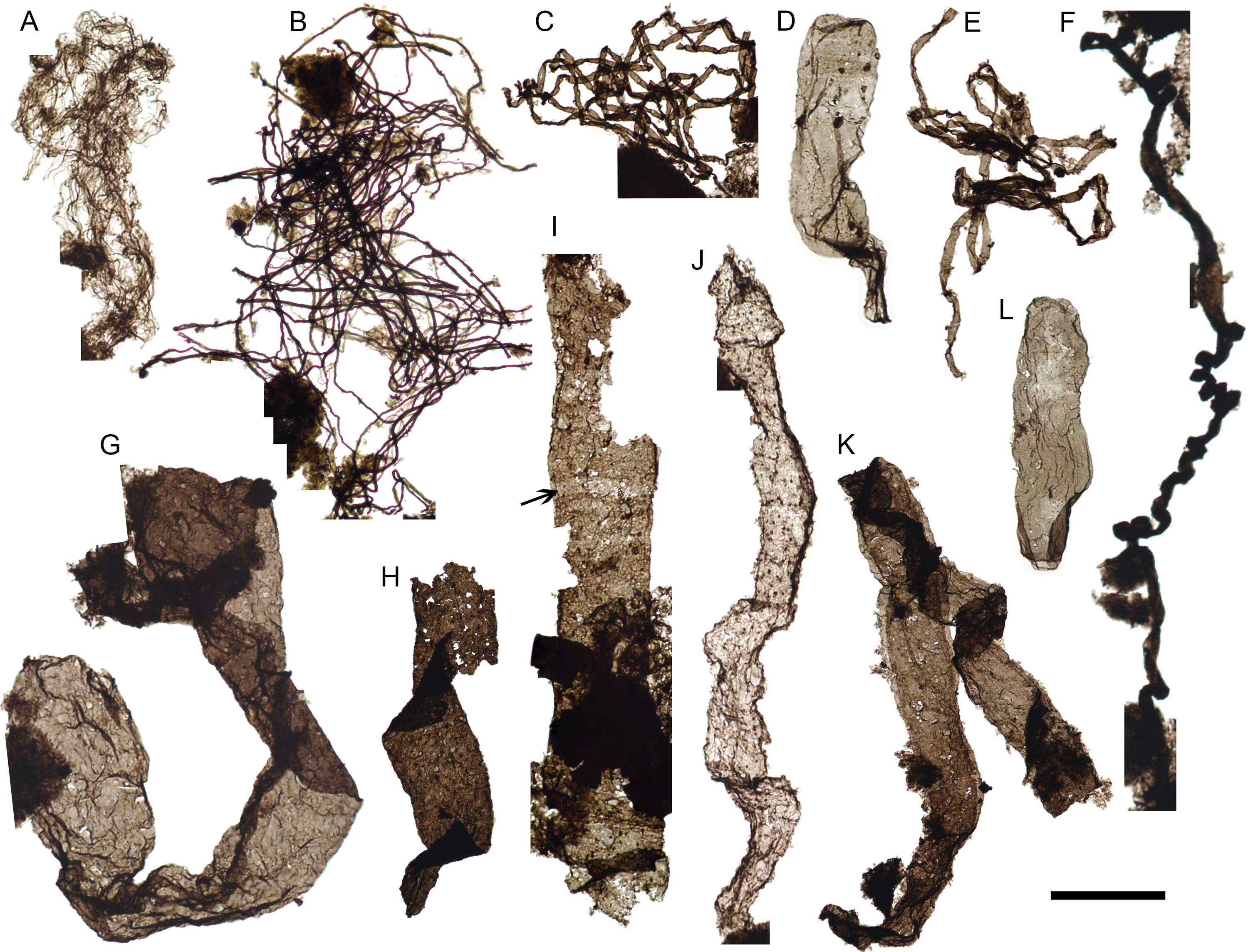 ��ɽ�����״η�����������������ͻ�ʯTappania