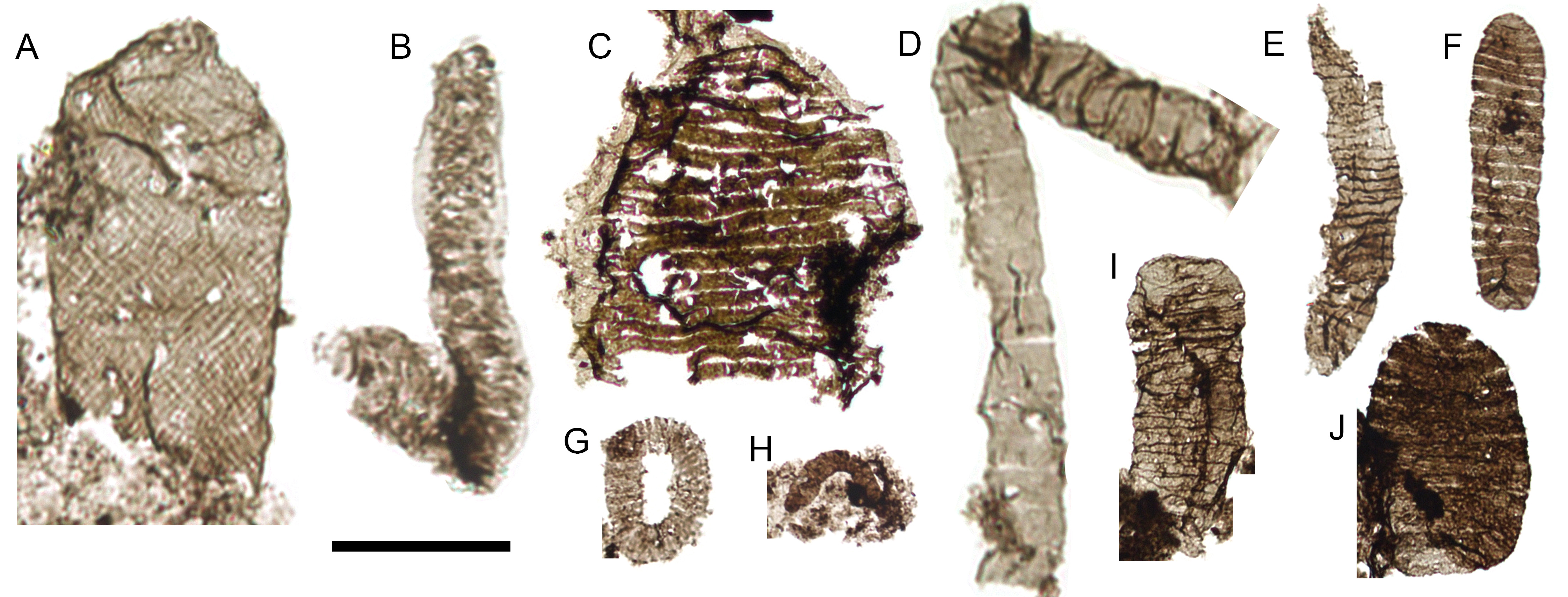 ��ɽ�����״η�����������������ͻ�ʯTappania