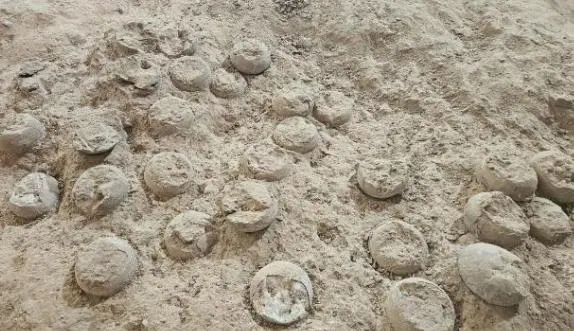 ���ޣ��������ﳤ���������ġ�ˮ����