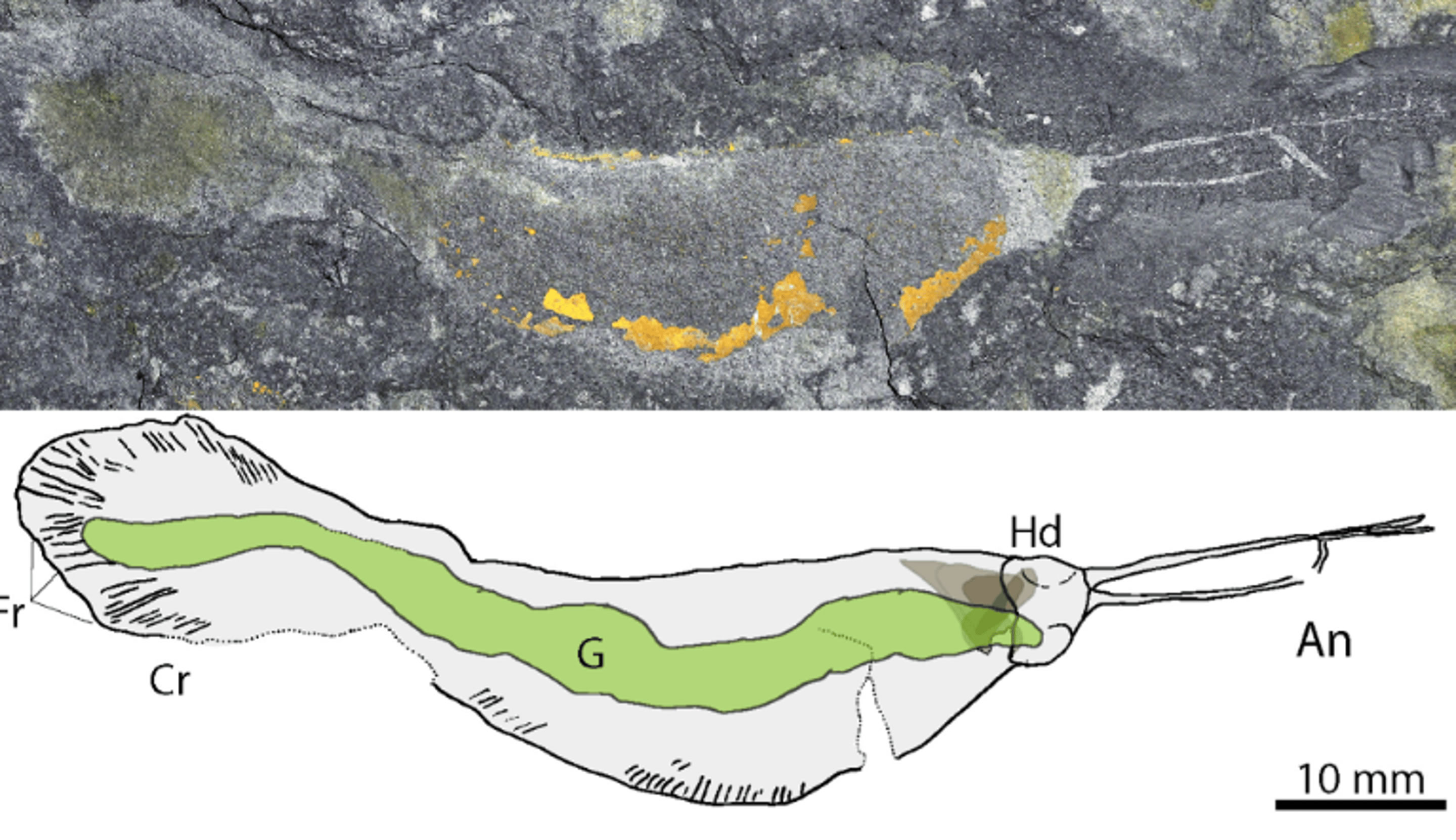 ������������������5����ǰ�Ĵ�����ʳ����桰Timorebestia��