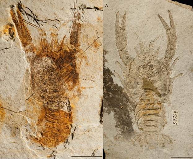 1.25����ǰ�Ⱥ�����Ⱥ��С��Ϻ����ʯ����ʶ