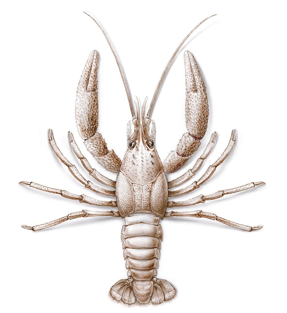 1.25����ǰ�Ⱥ�����Ⱥ��С��Ϻ����ʯ����ʶ