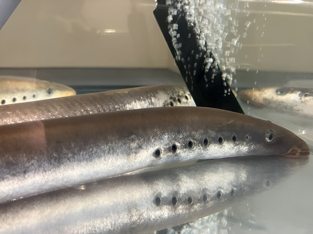 对七鳃鳗胚胎的研究揭示了脊椎动物头部的进化起源