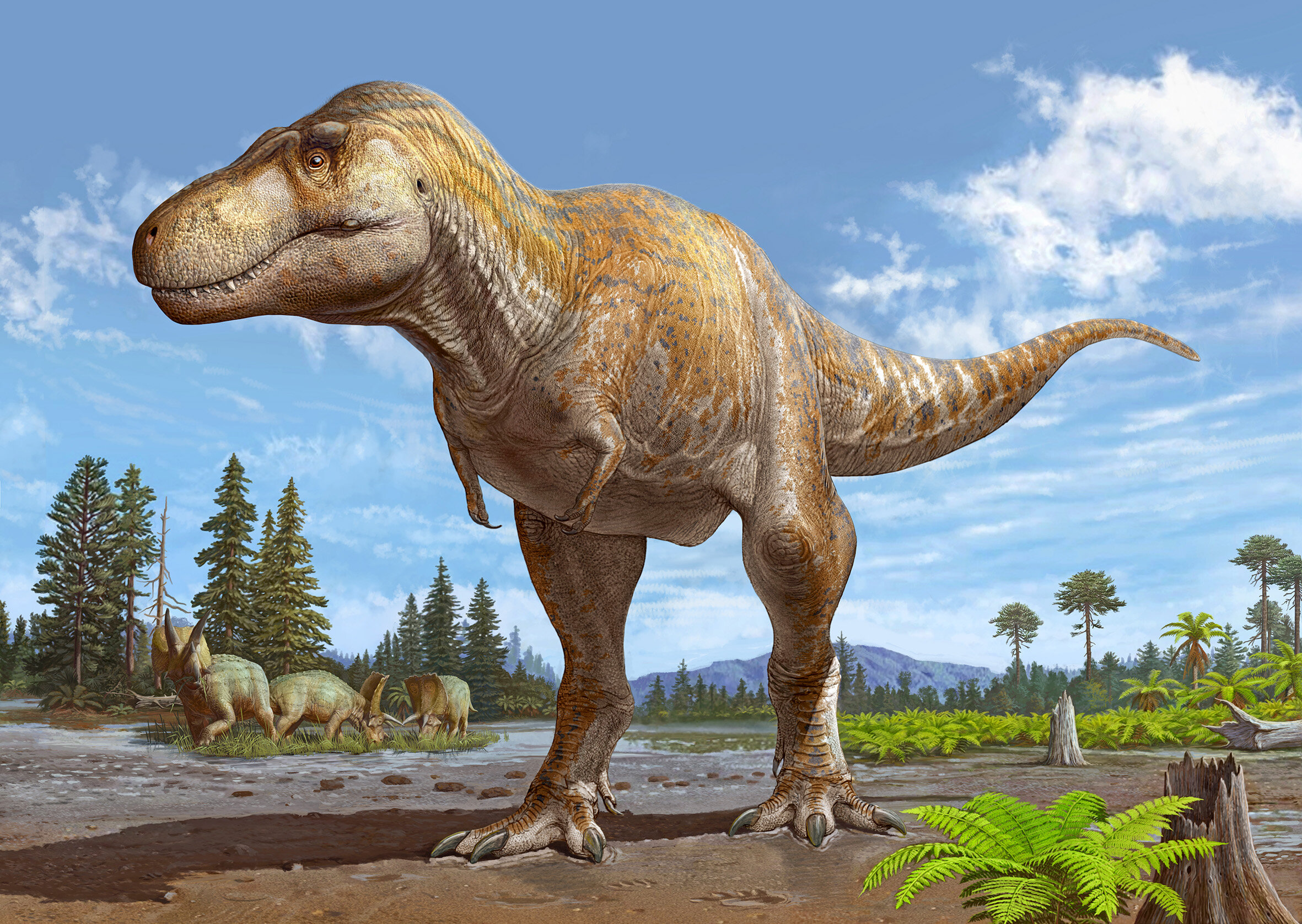 �µĿ�������Tyrannosaurus mcraeensis��������֪�İ������Ľ���