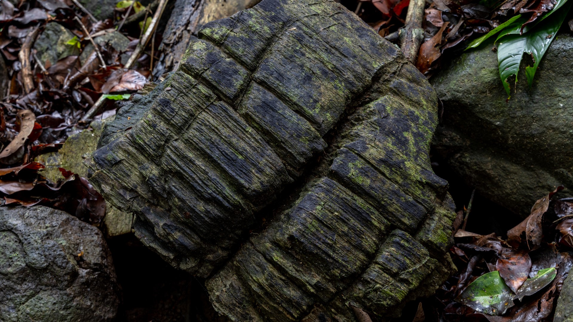 2300万年前的石化红树林被发现隐藏在巴拿马的平原上
