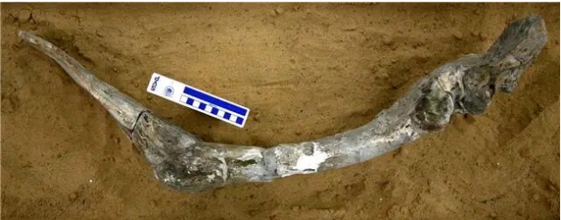 ȫ��Ψһ�л�������ʯ���й��Ŷ�������֮�������½�