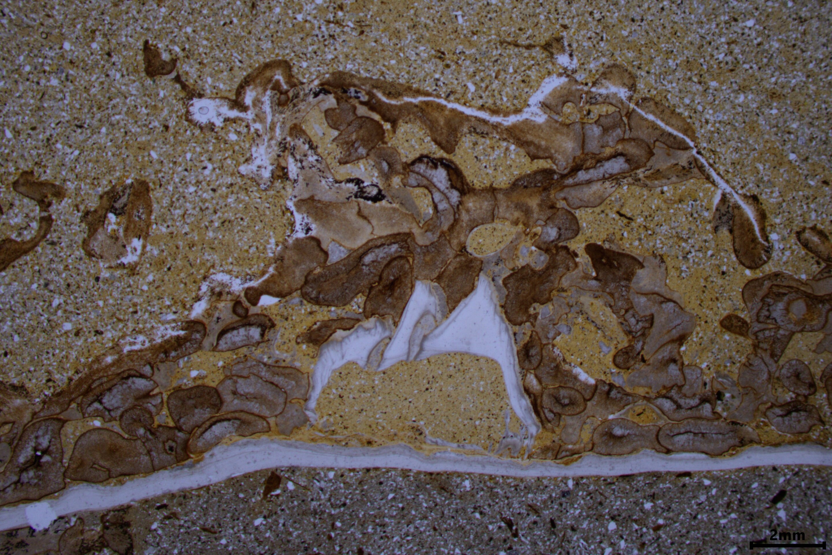 ��ʯ�걾��ʾ����ԶԶ�������ǽ����ں���ɭ���п����Ķ���