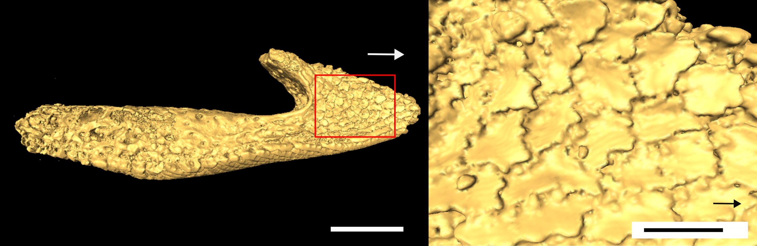 首次测试古脊椎动物的进食方式