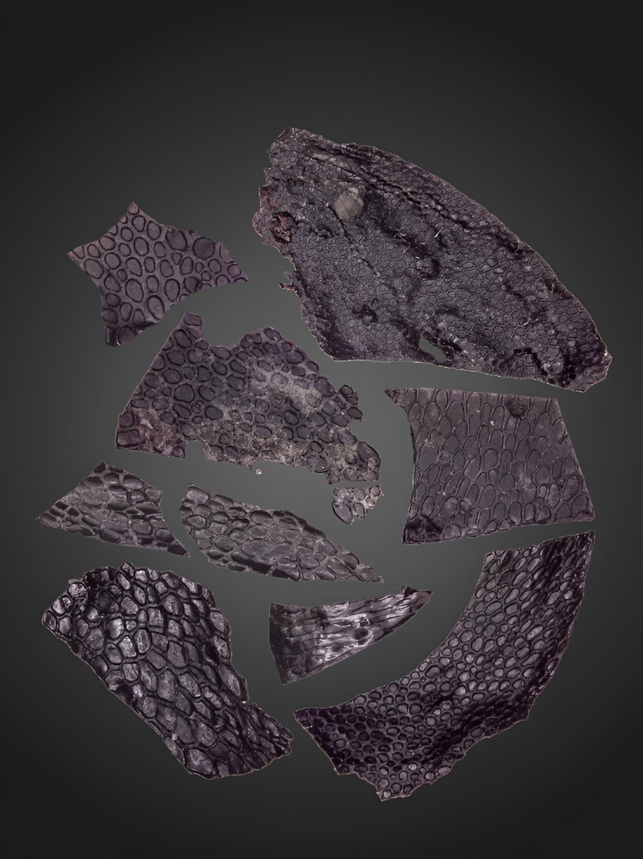 ��ѧ�ҷ��������Ƥ����ʯ