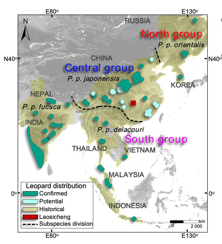 古DNA研究对东亚豹母系遗传历史提出新见解