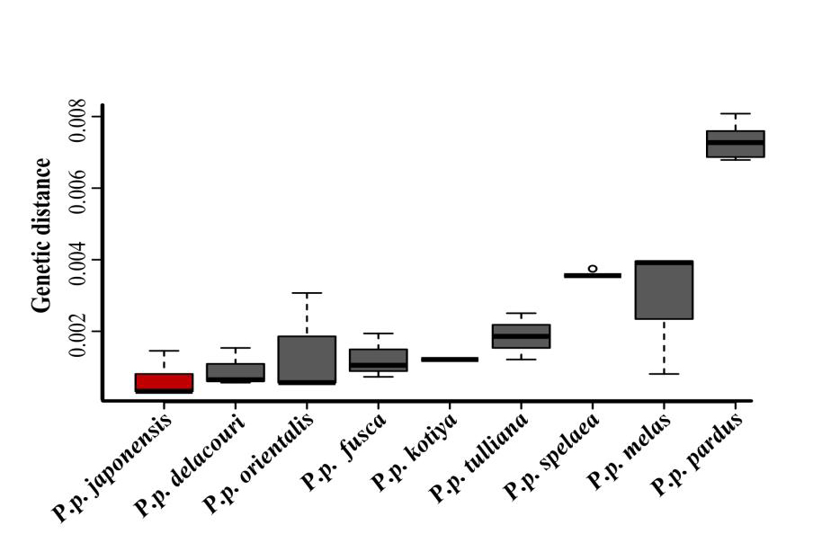古DNA研究对东亚豹母系遗传历史提出新见解