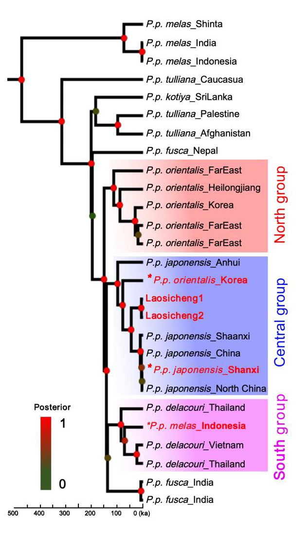 古DNA研究对东亚豹母系遗传历史提出新见解
