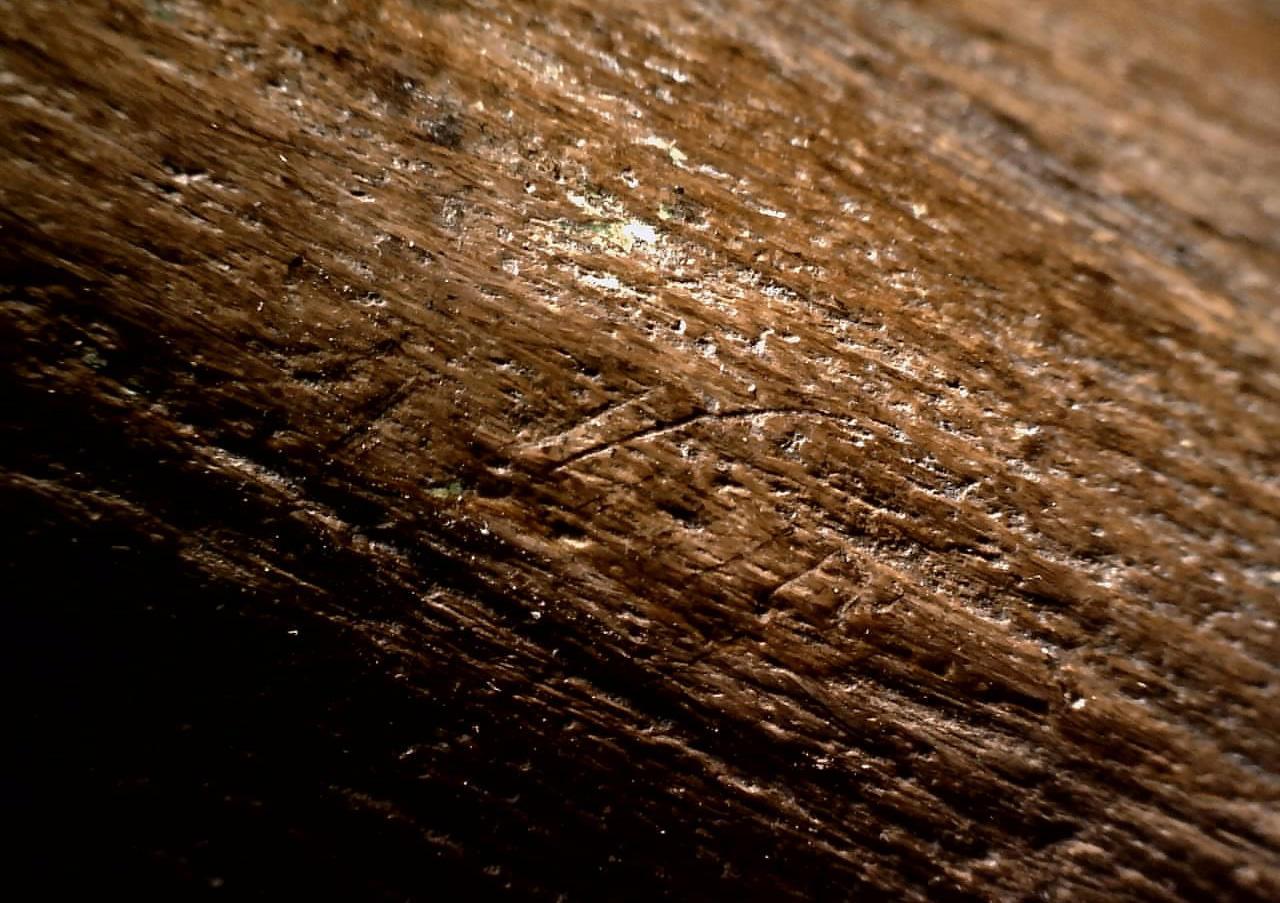 新研究揭示尼安德特人曾有组织地集体捕猎与食用古菱齿象