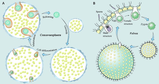 ����������Ⱥ�з��־�����ϸ������ֳϸ���ֻ�����������