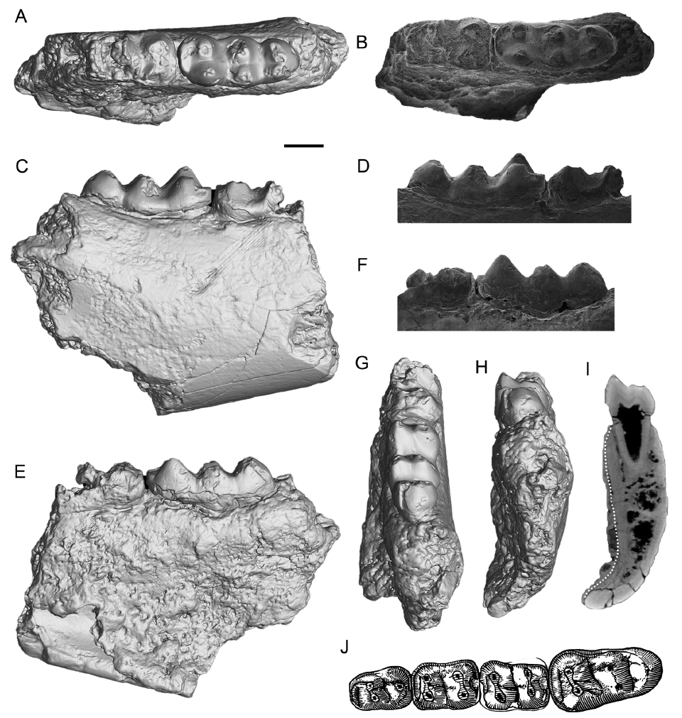 内蒙古二连盆地始新世偶蹄类化石新材料