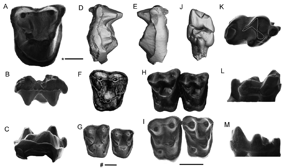 内蒙古二连盆地始新世偶蹄类化石新材料