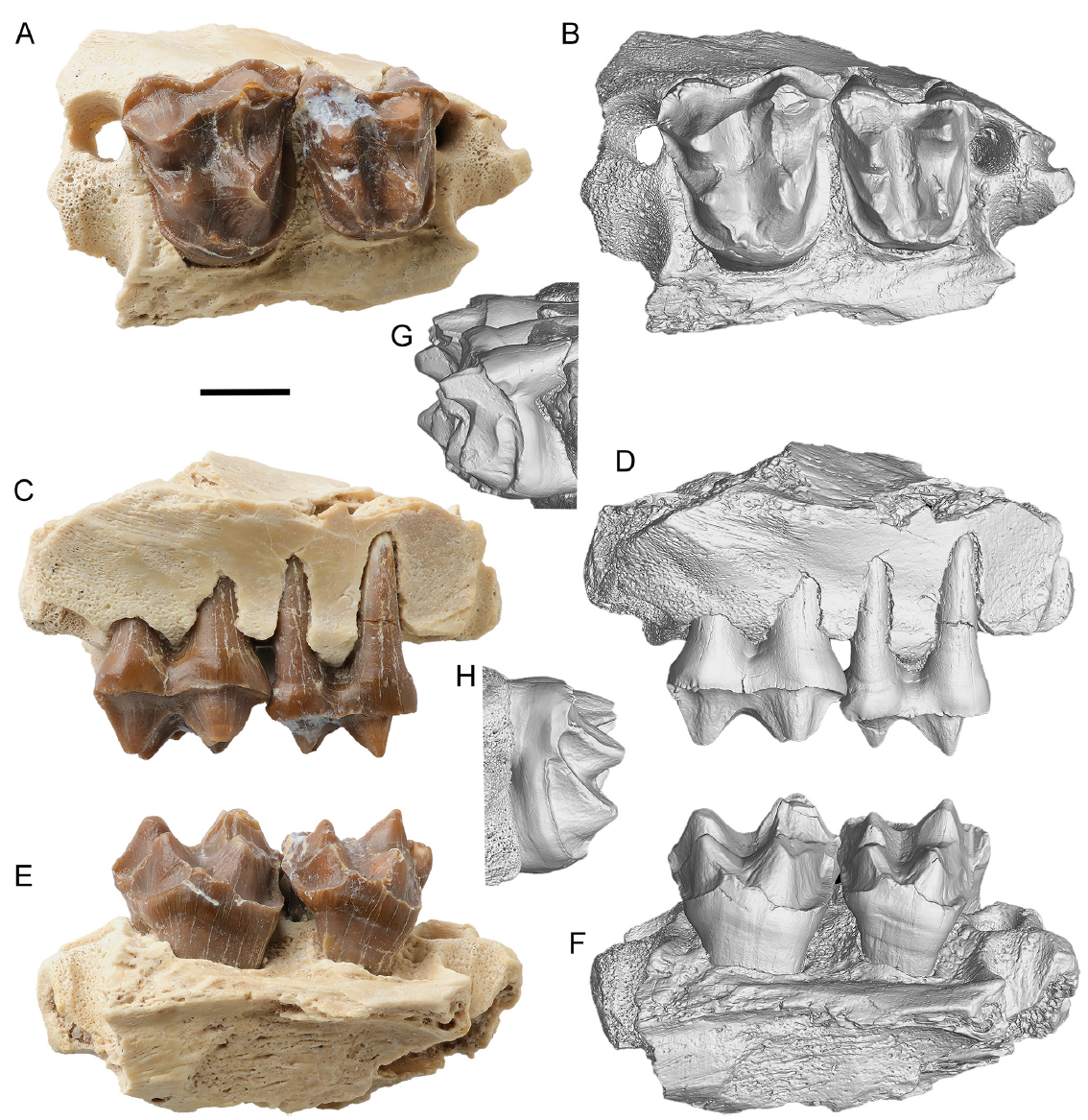 内蒙古二连盆地始新世偶蹄类化石新材料