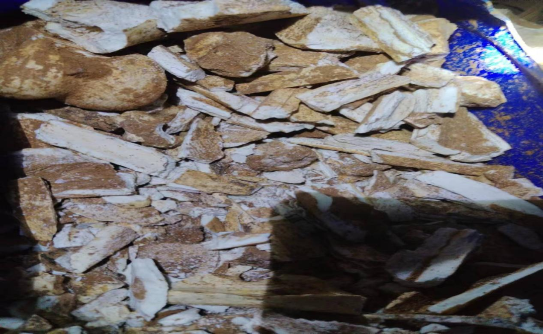 榆阳公安侦破一起盗掘古脊椎动物化石案