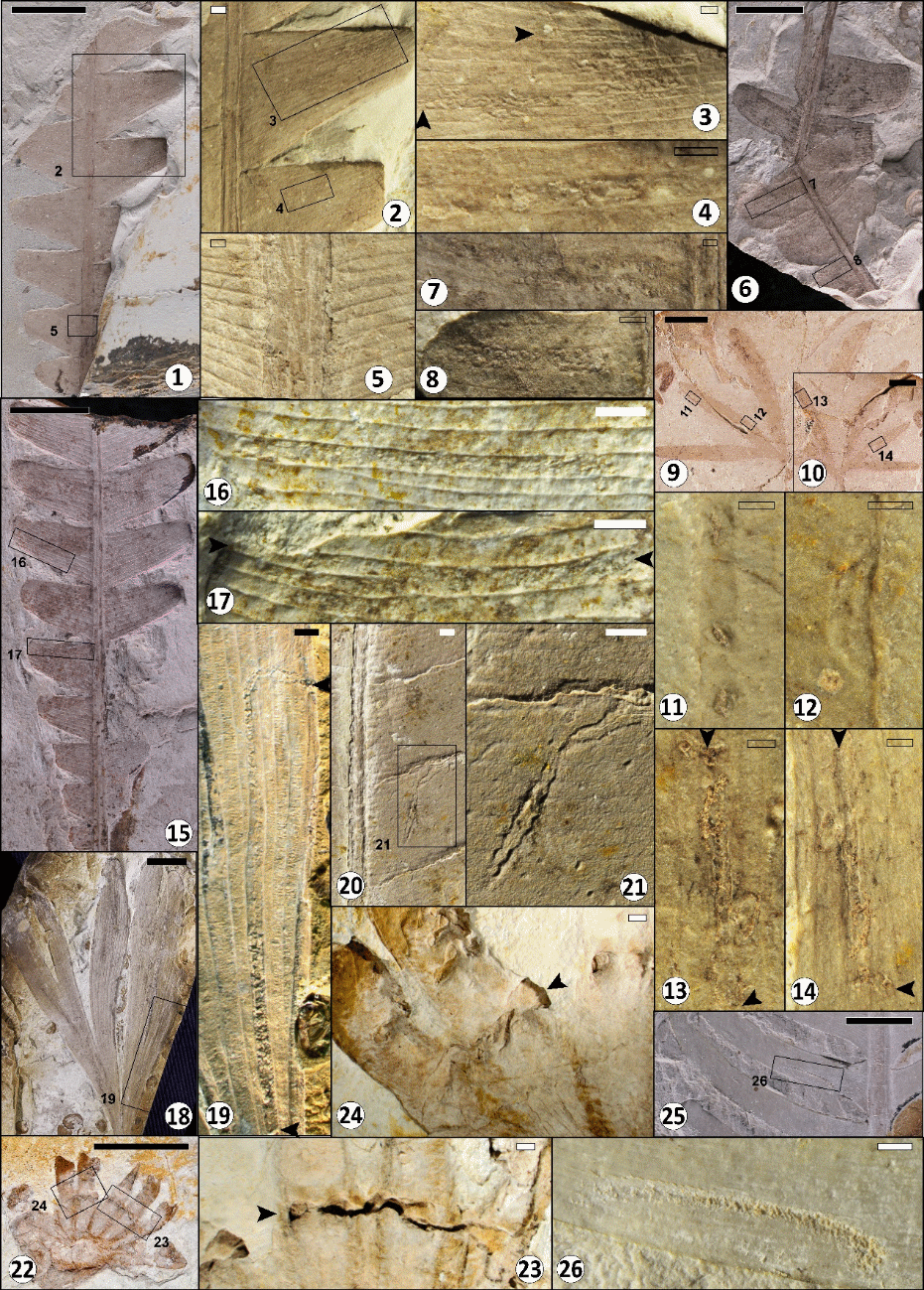 中侏罗世昆虫潜叶行为的早期演化研究获新进展