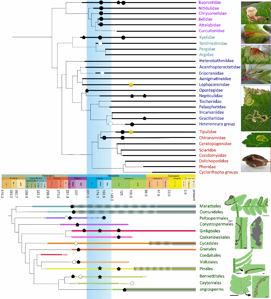 中侏罗世昆虫潜叶行为的早期演化研究获新进展