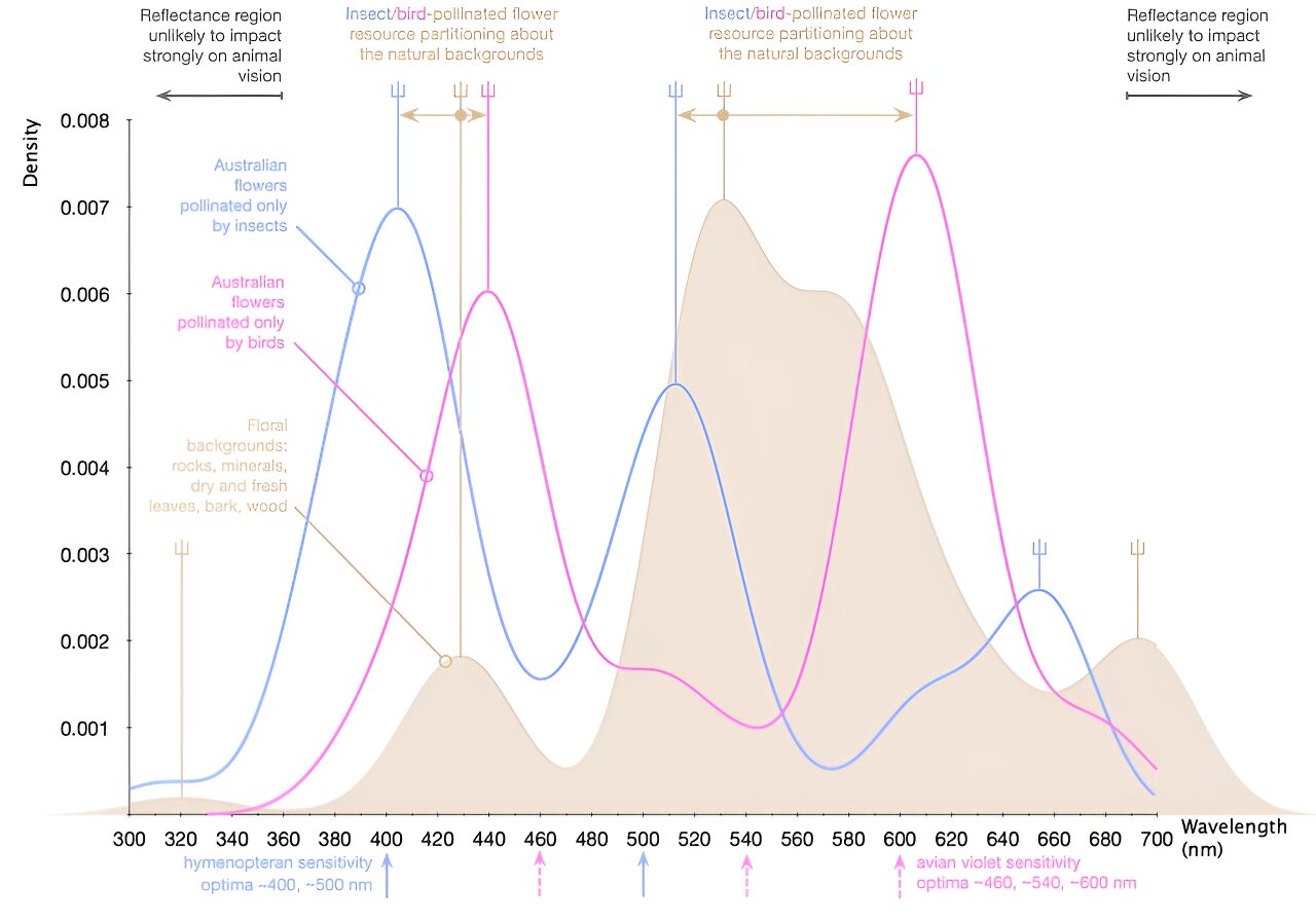 第一朵花是在蜜蜂出现之前进化的——那么它们是如何变得如此耀眼的呢?