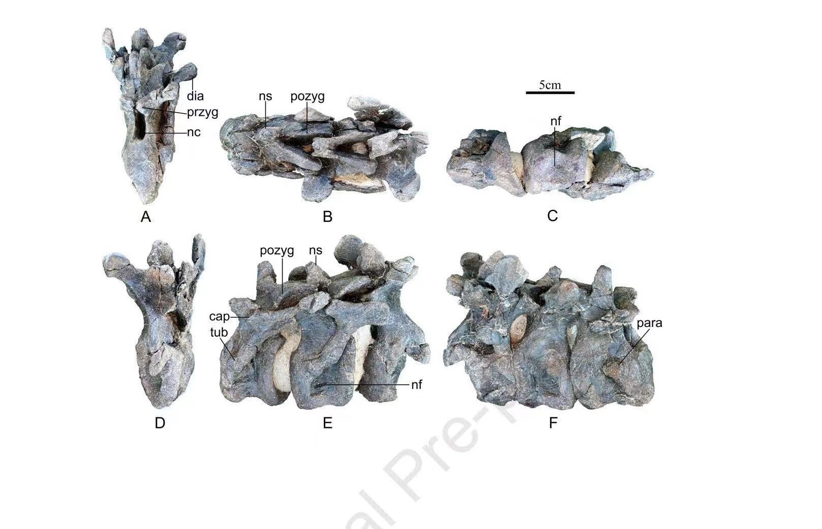 ���й�����ʡ��һֻ������������ѧ���������������߶ȹ�ע