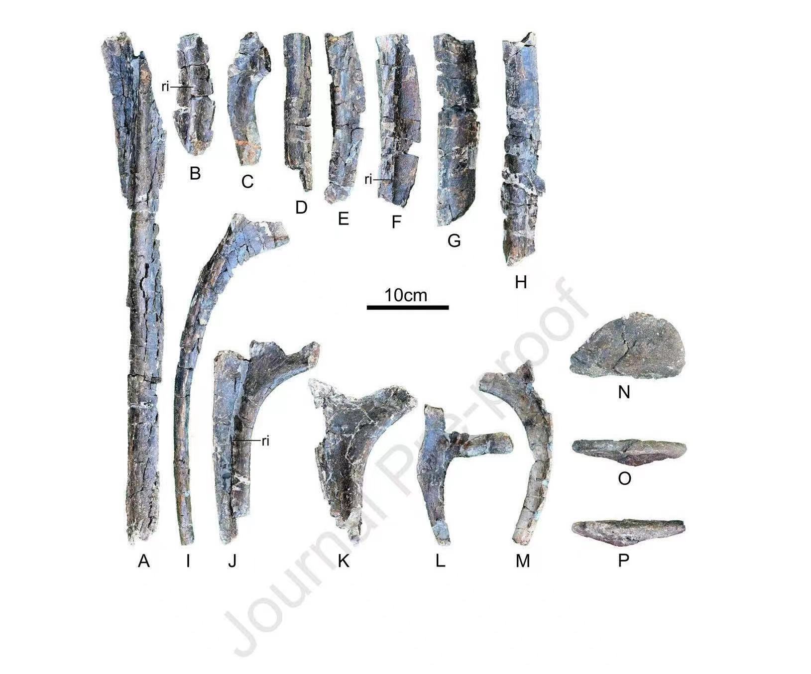 ���й�����ʡ��һֻ������������ѧ���������������߶ȹ�ע