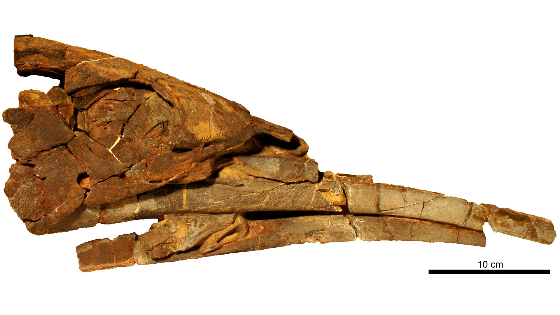 3.65亿年前的“外星”鱼类Alienacanthus有着有记录以来最极端的下腹部之一