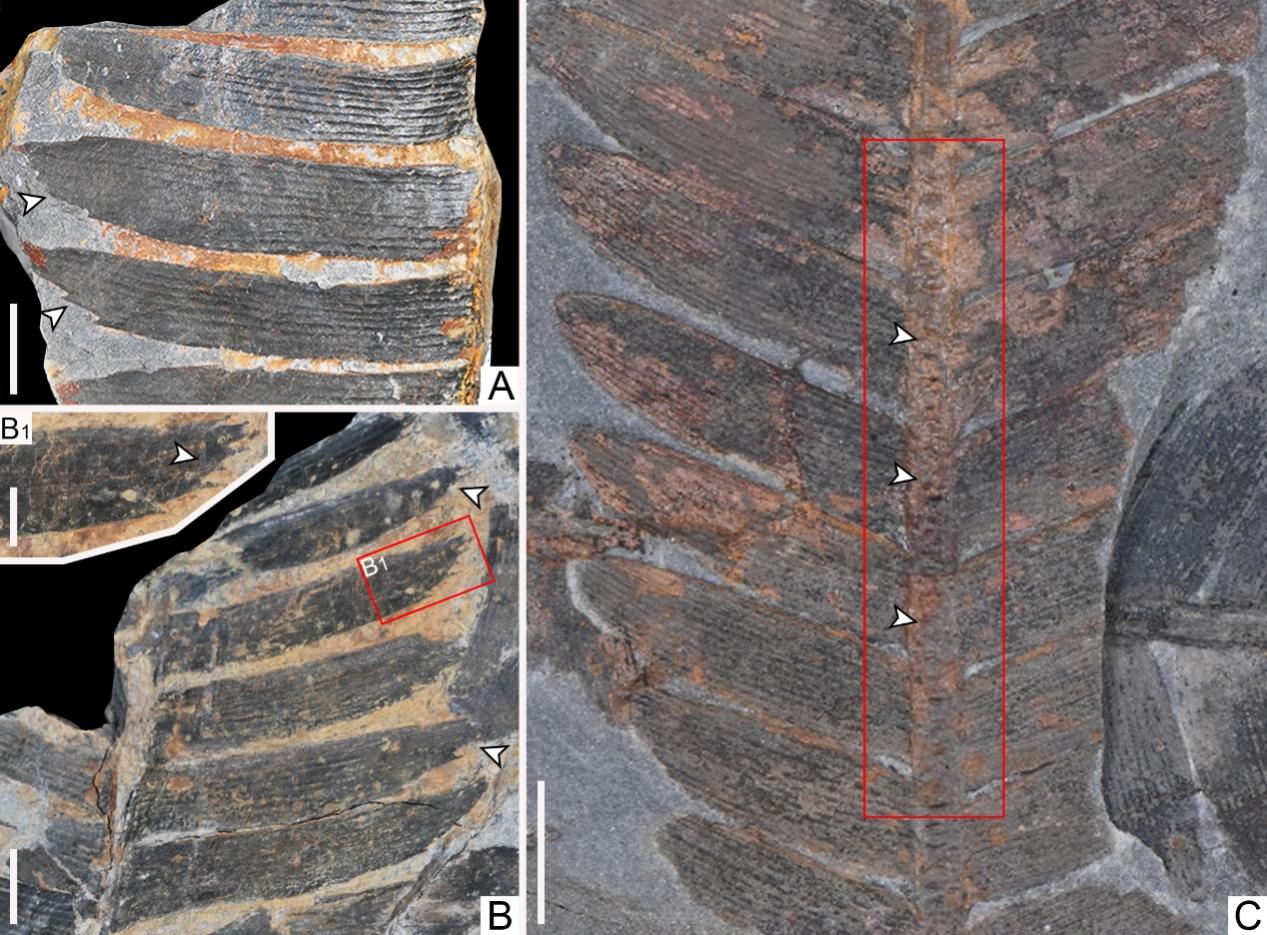 化石材料揭示三叠纪—侏罗纪之交植物与昆虫的相互关系