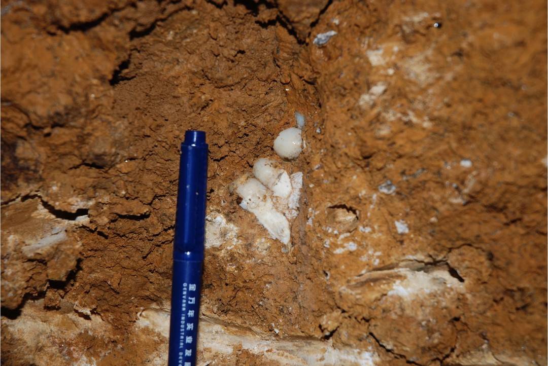 如何在岩壁洞穴中寻觅古生物化石？