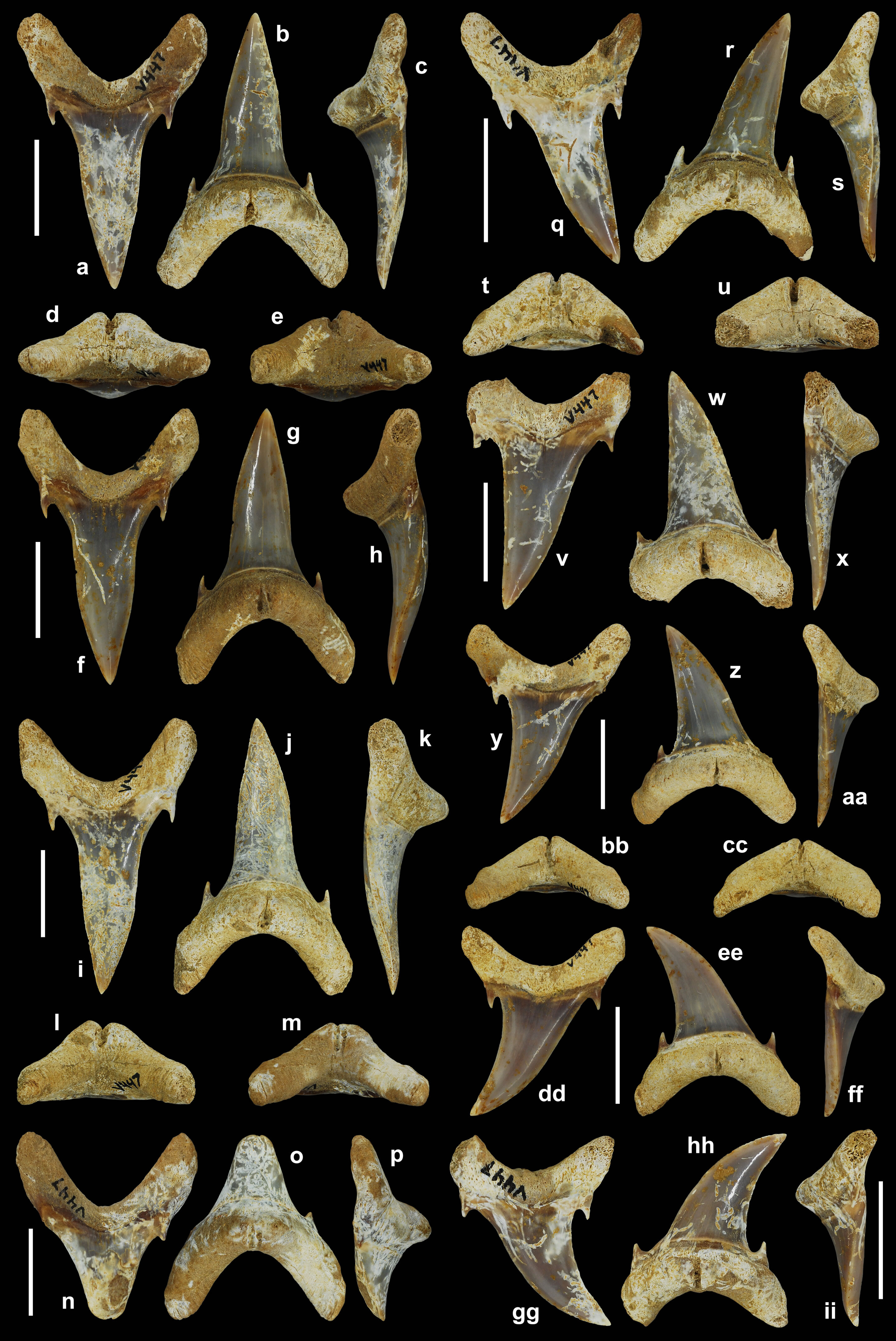 美国阿拉巴马州发现6500万年前的鲨鱼化石新物种