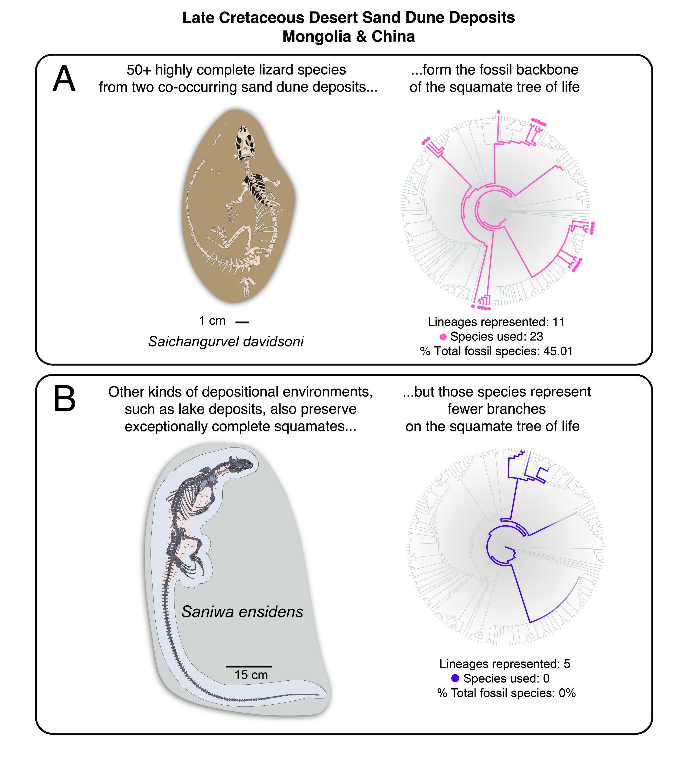 ΰ��Ļ�ʯ��ַ����������ǶԻ�ʯȺ֮�������ϵ������