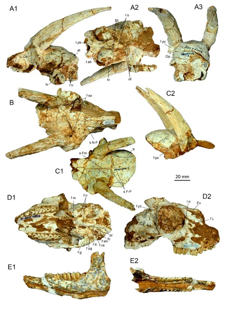 ����ʡ���ֹż�׵���ﻯʯ���֣���������¤����������