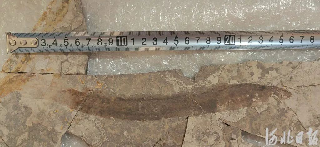 河北首次发现孟氏中生鳗化石