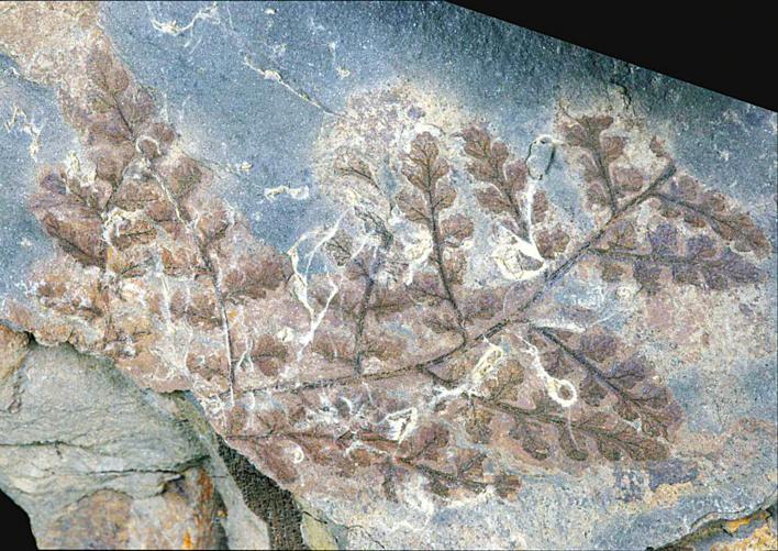 湖北十堰发现3亿多年前古植物化石群