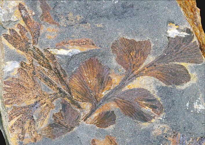 湖北十堰发现3亿多年前古植物化石群