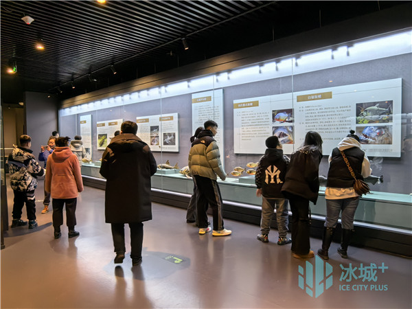 “史前桑塔纳——巴西白垩纪大型立体鱼化石展”在黑龙江省博物馆展出