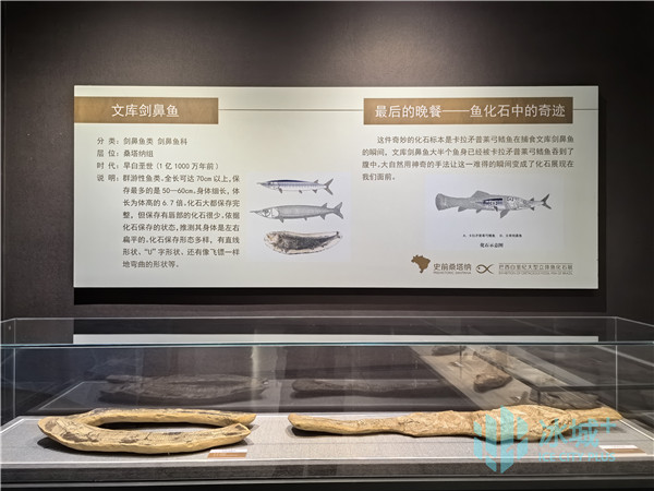 “史前桑塔纳——巴西白垩纪大型立体鱼化石展”在黑龙江省博物馆展出