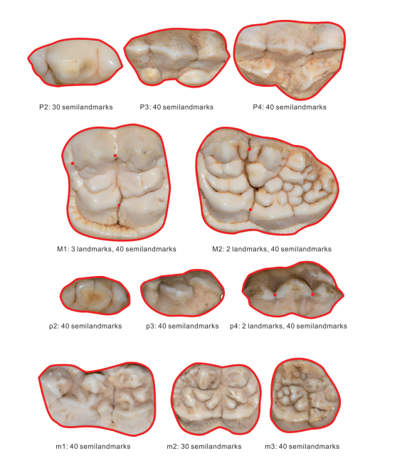 ���ļʹ���è�����ݻ��о��½�չ