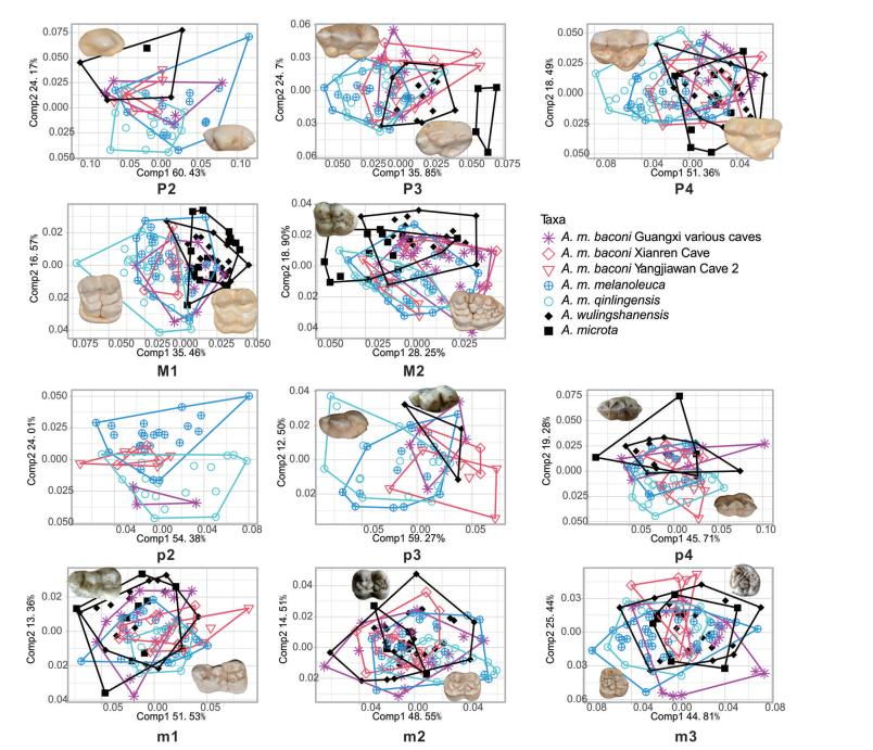 ���ļʹ���è�����ݻ��о��½�չ