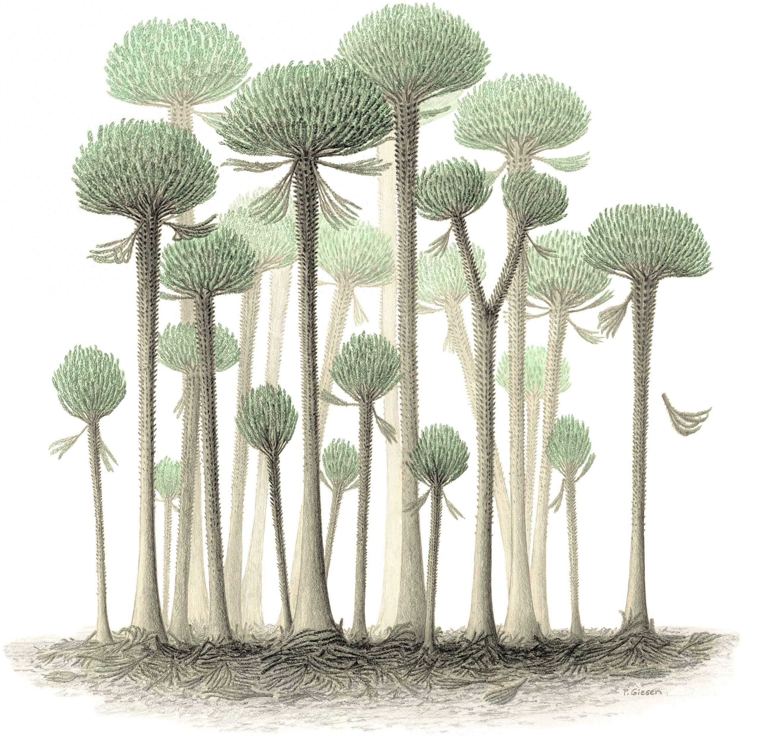 �����������ֵ�����ϵ�ɭ�ֻ�ʯ��׷�ݵ�3.9����ǰ