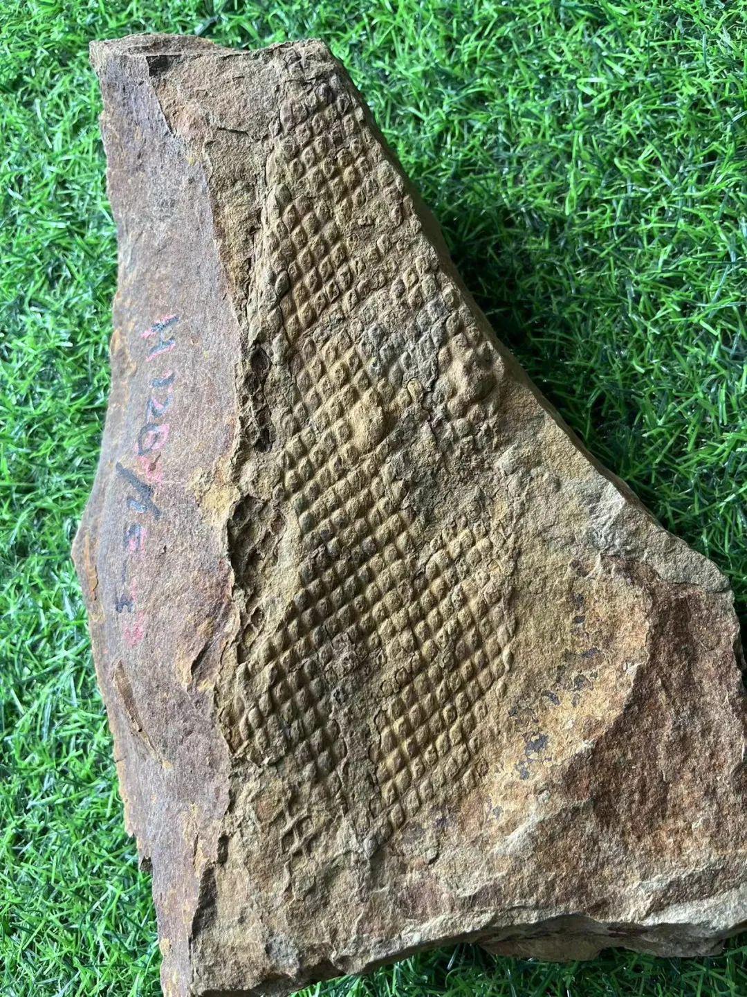 ʵ�����������״ν���ϵ�й����ﻯʯ�걾�㽻