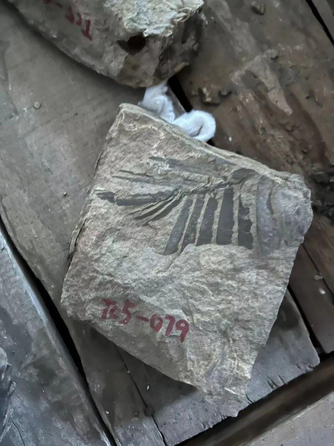 ʵ�����������״ν���ϵ�й����ﻯʯ�걾�㽻