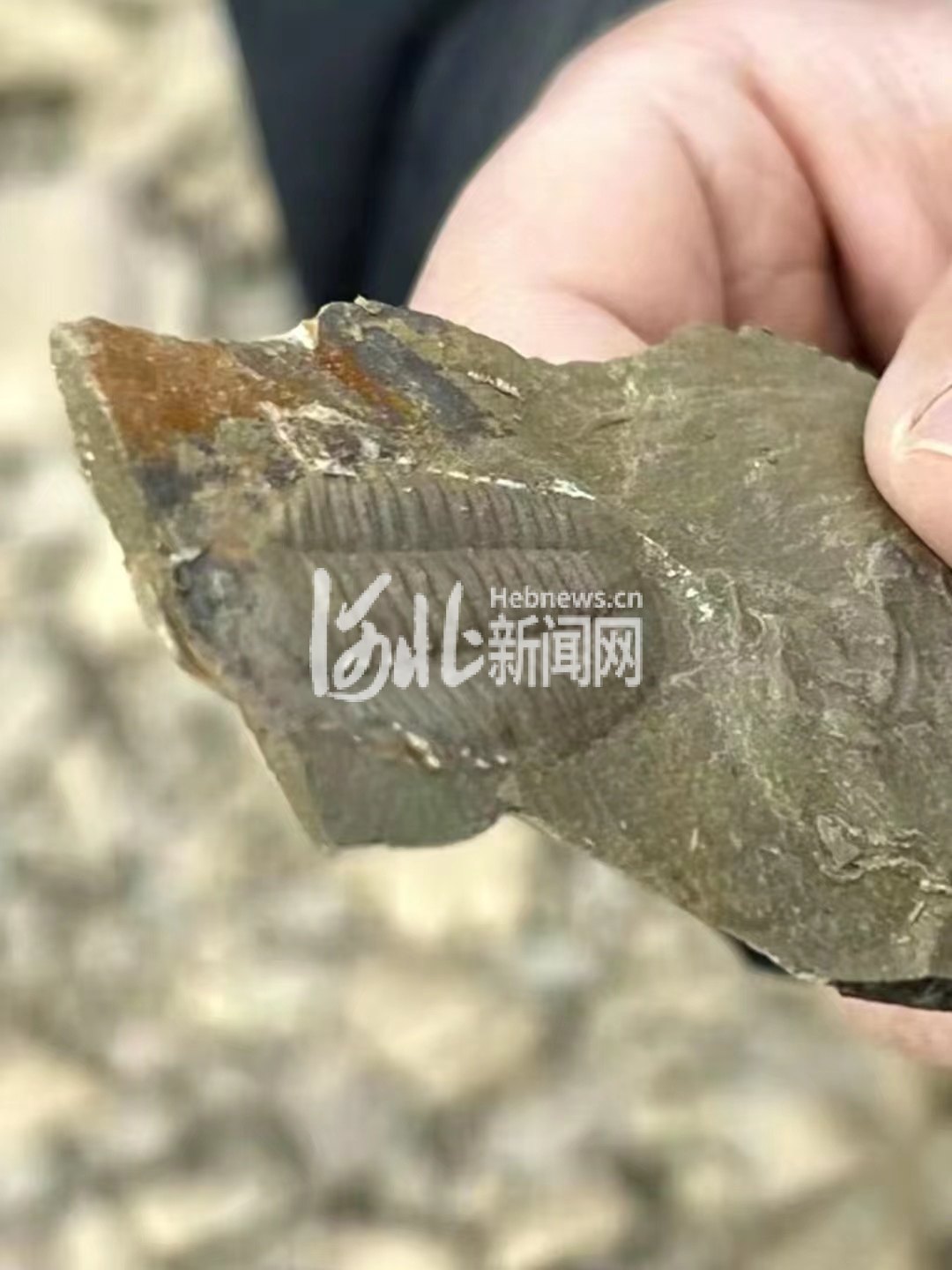 ʯ��ׯ����ɽ������Ҷ��Ż�ʯ������ר�ң�����6����ǰ�Ǻ��󣬼񵽺�����