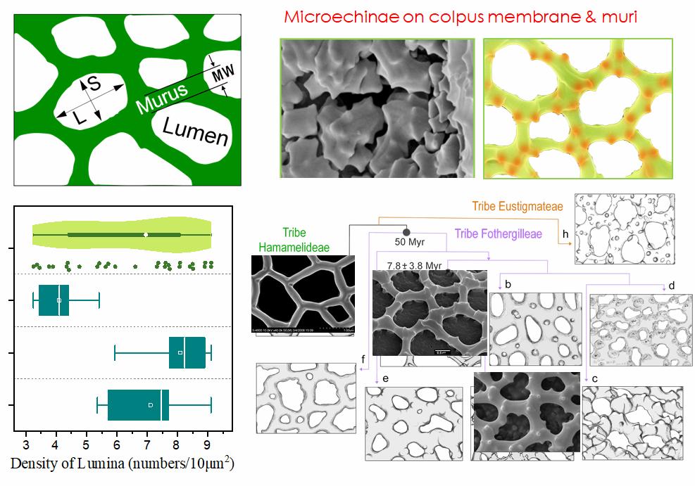 ����÷��������̬����ʶ�뻯ʯ��¼��˼��