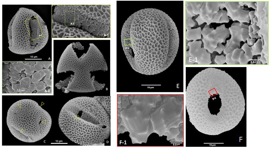 ����÷��������̬����ʶ�뻯ʯ��¼��˼��